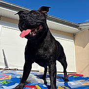 Roxy participe au concours pour gagner de l'argent avec cette photo : dog, black_dog, tongue_out, outdoor, inflatable_pool, summer, blue_sky, sunny, pet, canine, playful, happy, animal, paw_prints, water, house, building, daytime, close_up, fun