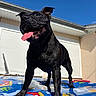 dog, black_dog, tongue_out, outdoor, inflatable_pool, summer, blue_sky, sunny, pet, canine, playful, happy, animal, paw_prints, water, house, building, daytime, close_up, fun