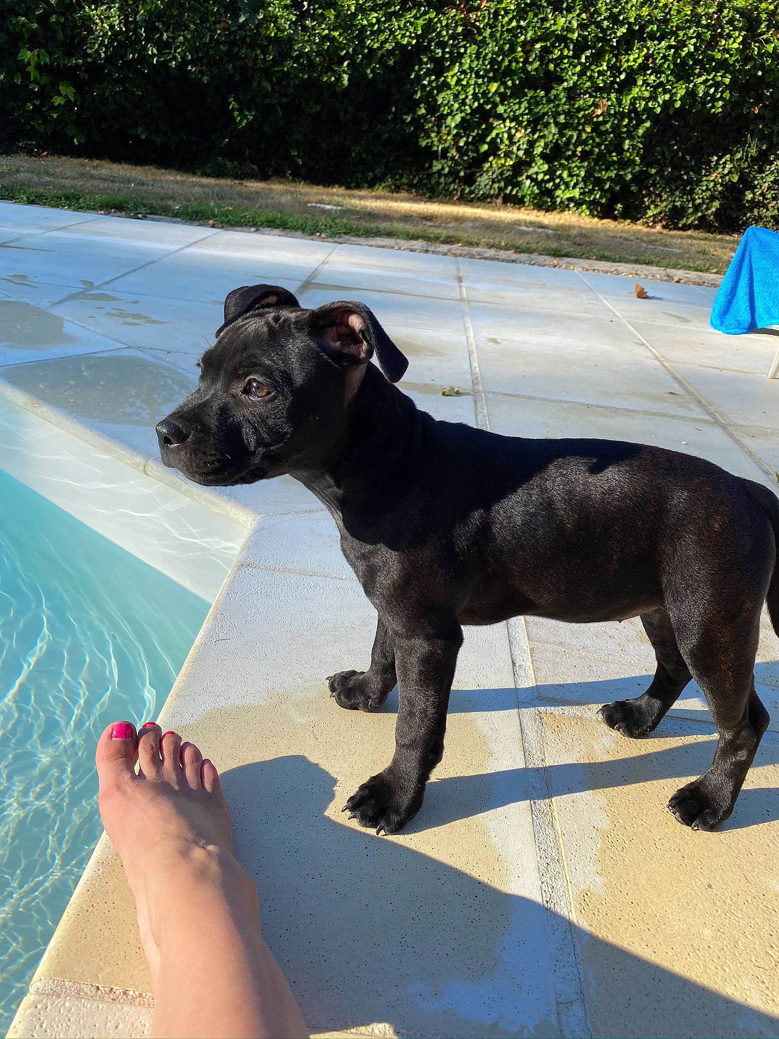 Roxy a rejoint le concours — aidez-le/la à gagner de superbes lots ! american_pit_bull_terrier, american_staffordshire_terrier, canidae, carnivore, dog, dog_breed, dog_walking, fawn, guard_dog, mammal, non_sporting_group, snout, sporting_group, staffordshire_bull_terrier, terrier, vertebrate