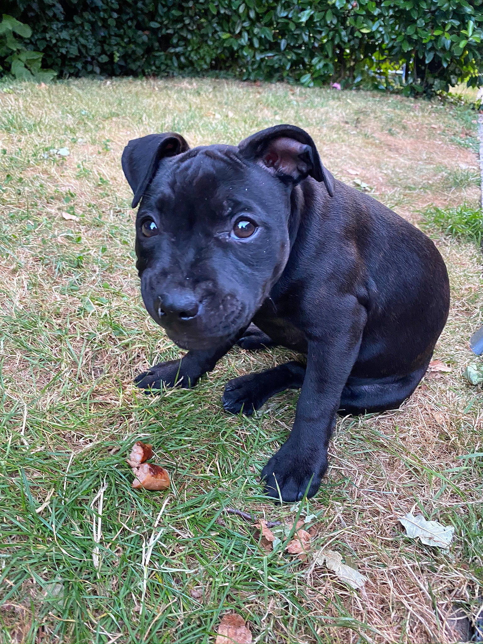 Roxy a rejoint le concours — aidez-le/la à gagner de superbes lots ! alaunt, american_pit_bull_terrier, american_staffordshire_terrier, canidae, canis_panther, carnivore, dog, dog_breed, fawn, grass, mammal, molosser, non_sporting_group, plant, rare_breed_dog, snout, sporting_group, staffordshire_bull_terrier, terrier, vertebrate