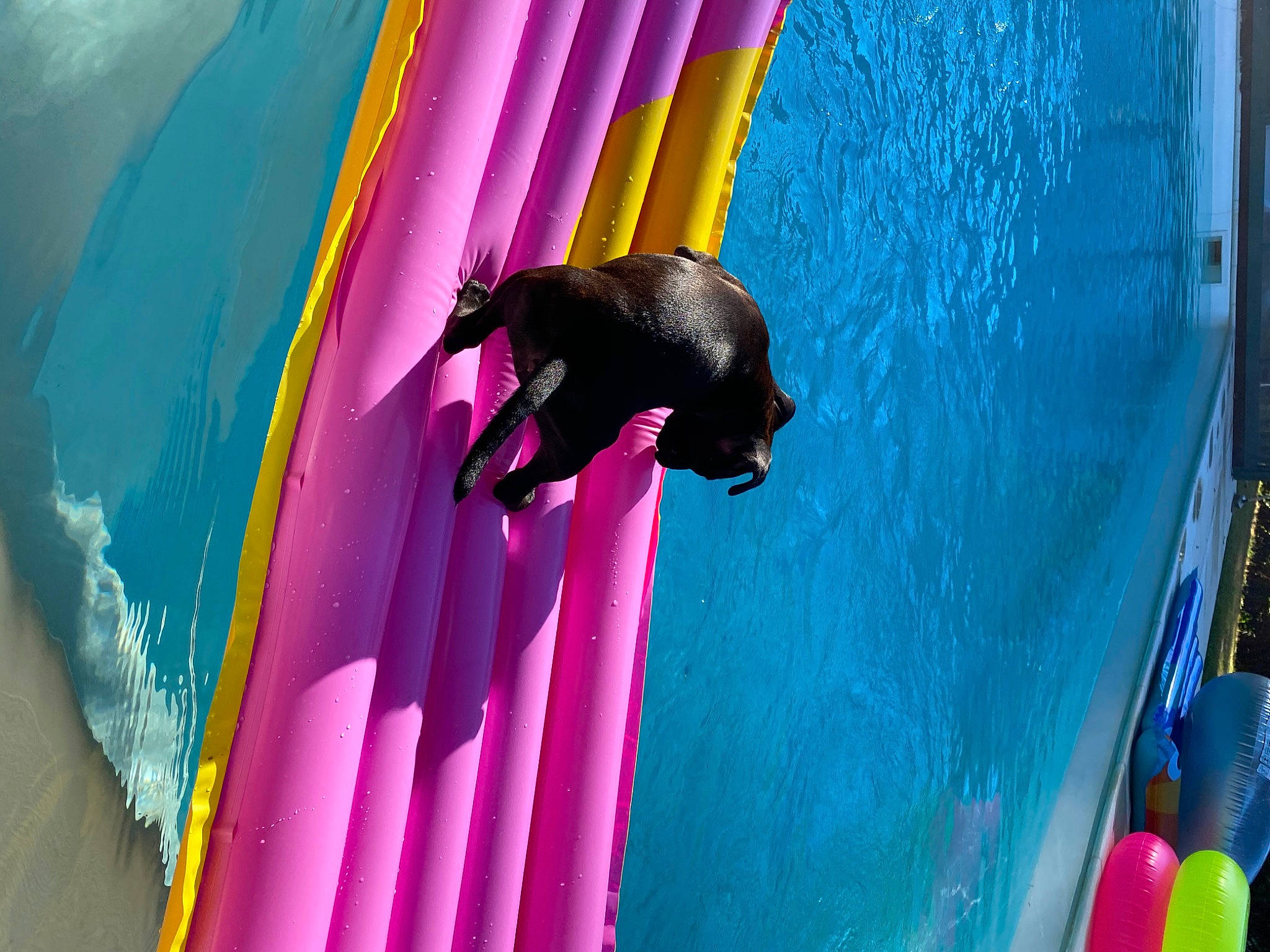 Roxy a rejoint le concours — aidez-le/la à gagner de superbes lots ! fun, games, inflatable, magenta, pink, purple, tail