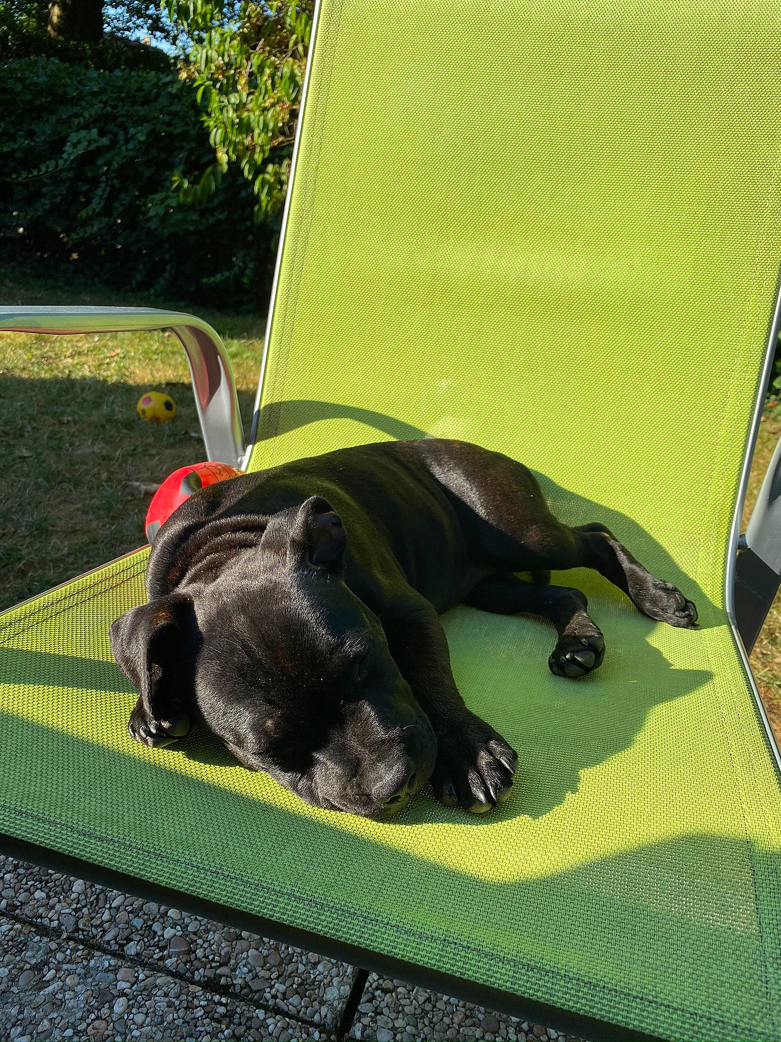 Roxy participe au concours pour gagner de l'argent avec cette photo : boston_terrier, canidae, carnivore, companion_dog, dog, dog_breed, french_bulldog, grass, green, non_sporting_group, puppy, snout, sporting_group, tent