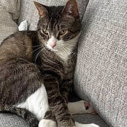 Mittens is registered to the contest to win money with this photo: cat, tabby_cat, pet, animal, couch, sofa, gray, indoor, sitting, lying_down, white_paws, striped_fur, green_eyes, pink_nose, colorful_claw_caps, relaxed, portrait, home, furniture, screenshot