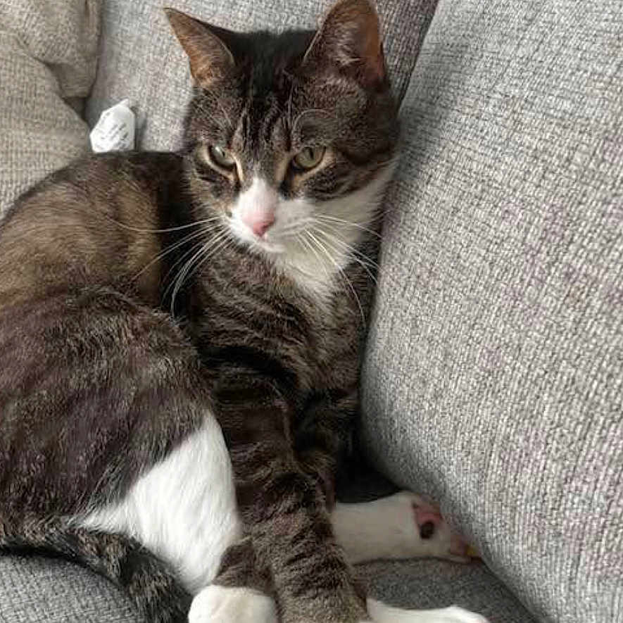 Mittens is registered to the contest to win money with this photo: cat, tabby_cat, pet, animal, couch, sofa, gray, indoor, sitting, lying_down, white_paws, striped_fur, green_eyes, pink_nose, colorful_claw_caps, relaxed, portrait, home, furniture, screenshot