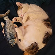 Moo Moo joined the competition — help win amazing prizes! cat, sleeping, toy_fish, fur, pet, cozy, quilted_blanket, nap, white_fur, brown_fur, black_fur, animal, domestic_animal, cute, resting, paw, tail, indoor, relaxed, feline