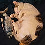 cat, sleeping, toy_fish, fur, pet, cozy, quilted_blanket, nap, white_fur, brown_fur, black_fur, animal, domestic_animal, cute, resting, paw, tail, indoor, relaxed, feline