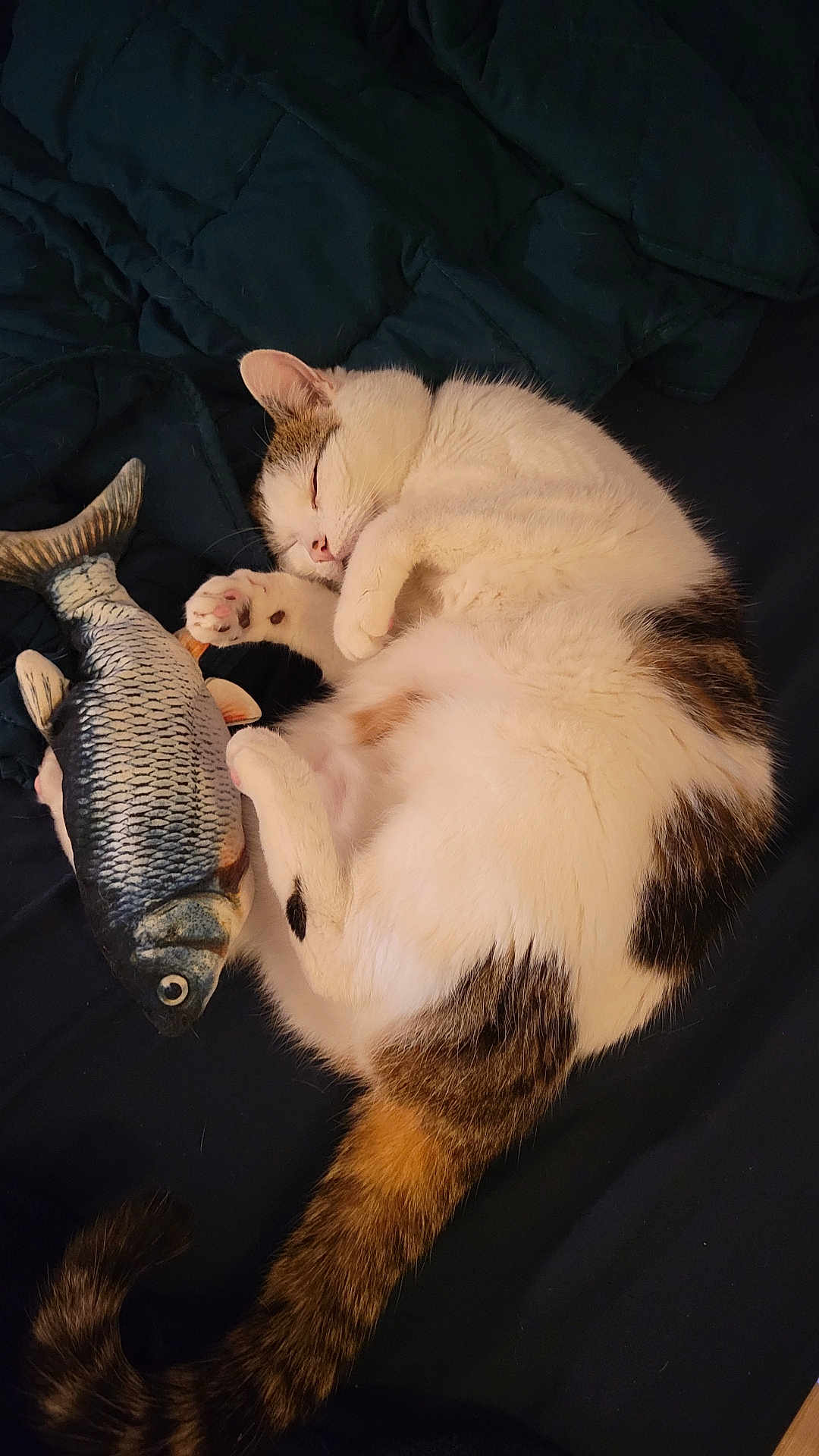 Moo Moo joined the competition — help win amazing prizes! cat, sleeping, toy_fish, fur, pet, cozy, quilted_blanket, nap, white_fur, brown_fur, black_fur, animal, domestic_animal, cute, resting, paw, tail, indoor, relaxed, feline