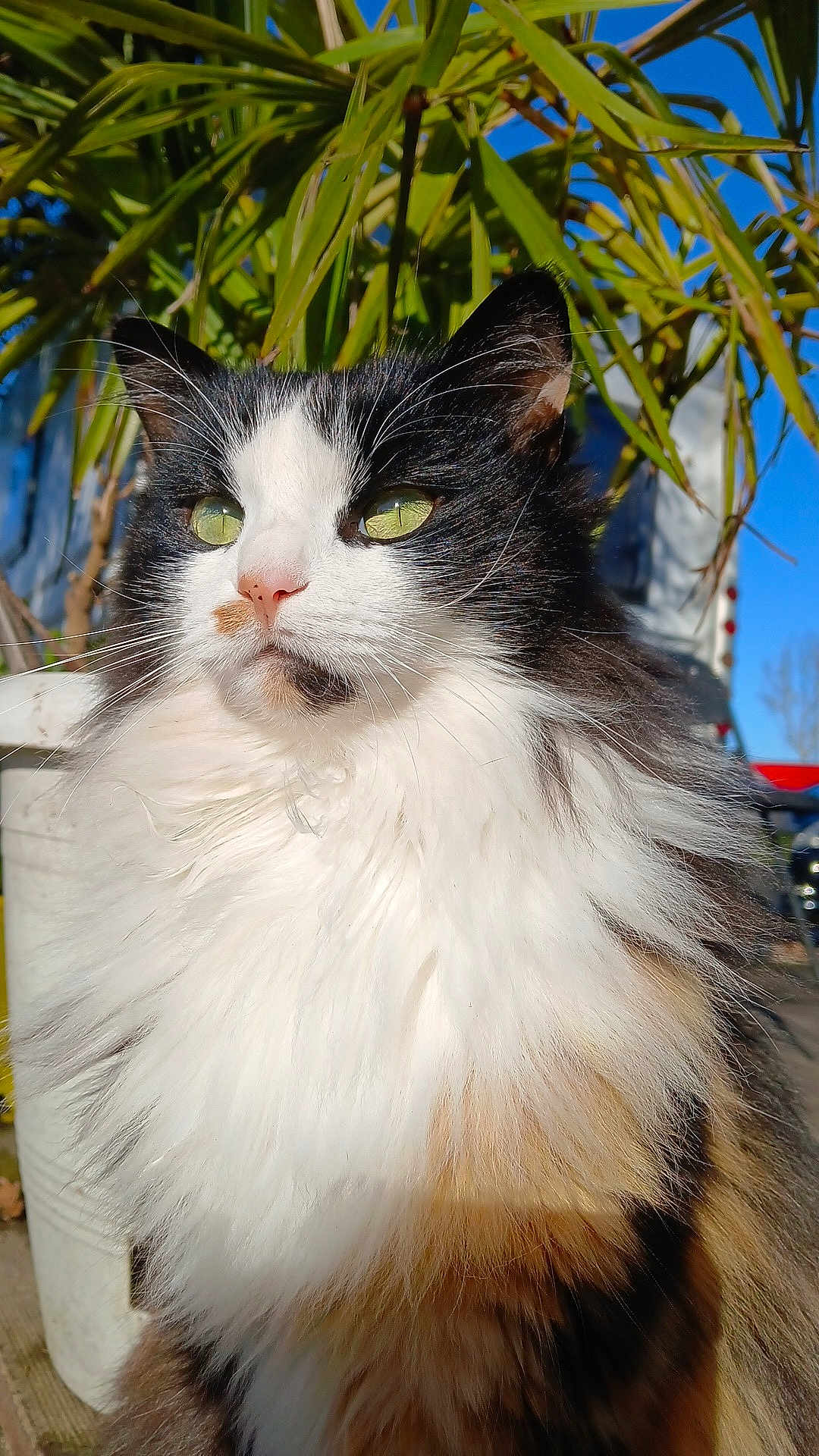 Gypsy participe au concours pour gagner de l'argent avec cette photo : cat, feline, long_hair, green_eyes, whiskers, fluffy, portrait, close_up, black_and_white, calico, outdoor, sunlight, plant, leaves, pot, ears, nose, fur, sky, pet