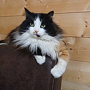 Gypsy participe au concours pour gagner de l'argent avec cette photo : cat, long_hair, tuxedo_cat, green_eyes, whiskers, paws, fur, closeup, portrait, indoor, wooden_wall, armrest, furniture, cozy, relaxed, sitting, pet, domestic_cat, stare, fluffy