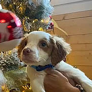 Pokapia participe au concours pour gagner de l'argent avec cette photo : puppy, dog, christmas_tree, ornament, holiday_lights, paw, collar, hand, bracelet, indoor, wooden_wall, festive, decoration, bow, close_up, portrait, cute, fur, window, bokeh_lights