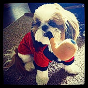 Houston is registered to the contest to win money with this photo: carpet, close_up, cute, dog, domestic_animal, eyes, fur, indoor, pet, playful, plush_toy, portrait, red_outfit, shih_tzu, sitting, small_dog, sweater, toy_pipe, vignette, whiskers