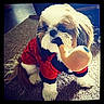 carpet, close_up, cute, dog, domestic_animal, eyes, fur, indoor, pet, playful, plush_toy, portrait, red_outfit, shih_tzu, sitting, small_dog, sweater, toy_pipe, vignette, whiskers