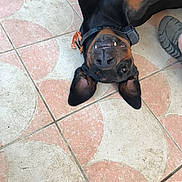 Némo a rejoint le concours — aidez-le/la à gagner de superbes lots ! animal, black_and_brown, canine, closeup, collar, dog, ear, floor, footwear, outdoor, paw, pet, playful, relaxed, sandal, smiling, teeth, tiles, upside_down, watch