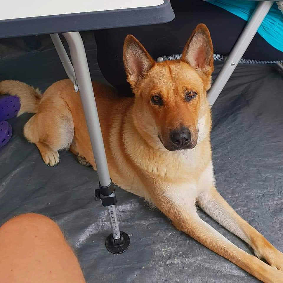 Nala