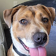 Bruno joined the competition — help win amazing prizes! dog, tongue, pet, animal, brown, white, indoor, collar, closeup, face, happy, friendly, canine, ears, nose, sitting, couch, blanket, tongue_out, domestic