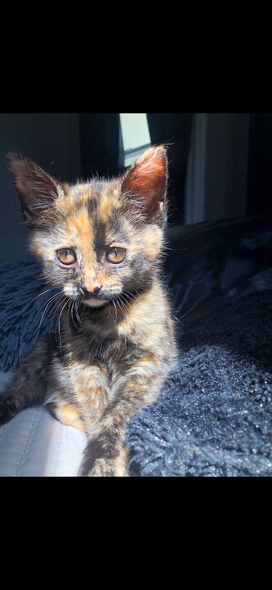 Bean is registered to the contest to win money with this photo: carnivore, cat, claw, darkness, domestic_short_haired_cat, electric_blue, felidae, fur, paw, road_surface, sitting, small_to_medium_sized_cats, snout, tail, terrestrial_animal, whiskers, wildlife, window