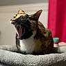 cat, tortoiseshell_cat, pet, animal, open_mouth, yawning, vocalizing, whiskers, ears, fur, white_chest, sitting, cat_tree, perch, indoor, home, red_curtain, portrait, closeup, funny_expression