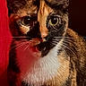 Joslyn is registered to the contest to win money with this photo: cat, tortoiseshell, calico, feline, pet, animal, portrait, close_up, sitting, standing, green_eyes, whiskers, ears, fur, white_chest, red_lighting, indoor, phone_screen, lock_screen, photography