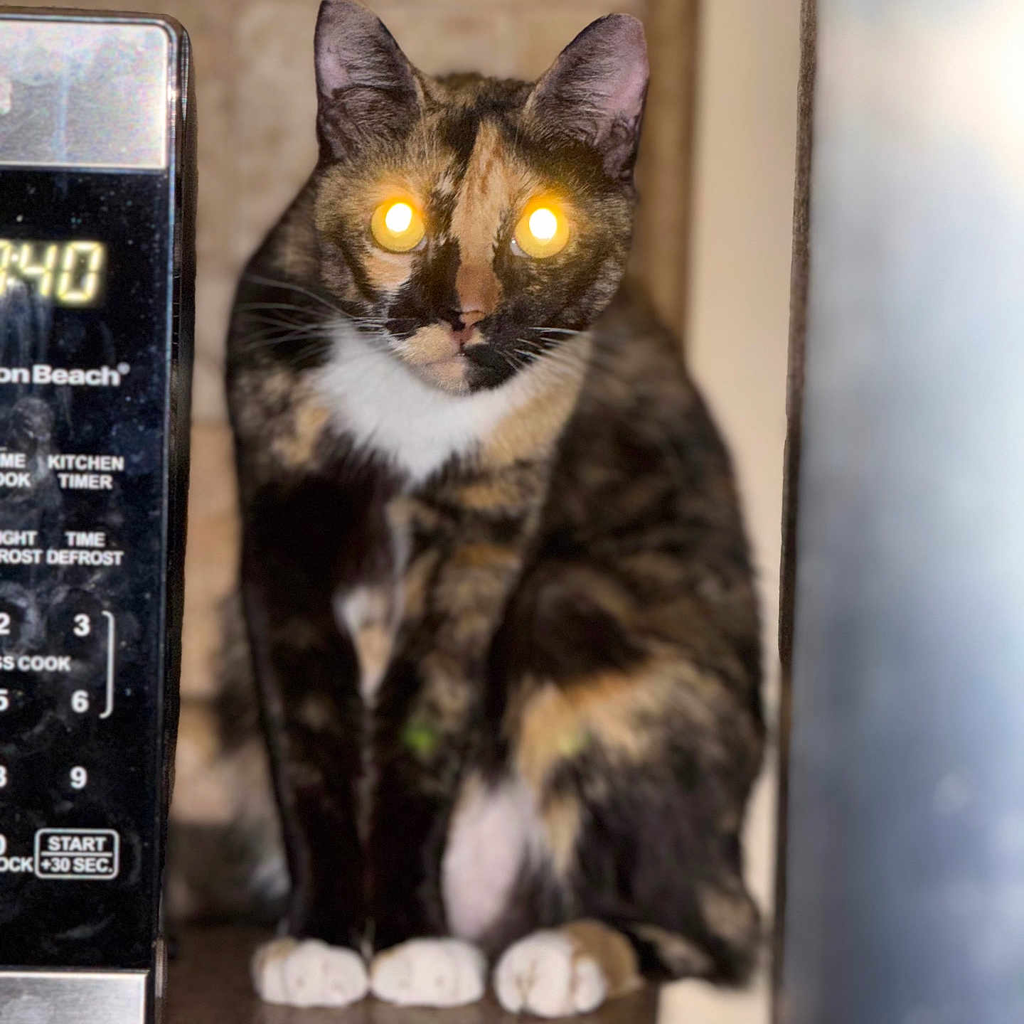 Joslyn joined the competition — help win amazing prizes! cat, tortoiseshell_cat, pet, animal, feline, sitting, indoors, kitchen, microwave, appliance, timer, countertop, wood, white_paws, whiskers, ears, glowing_eyes, portrait, closeup, home
