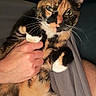 Joslyn is registered to the contest to win money with this photo: cat, tortoiseshell_cat, pet, animal, feline, whiskers, green_eyes, portrait, close_up, indoors, cuddling, human_hand, fur, calico, black_fur, orange_fur, white_fur, cozy, dramatic_expression, sleeping_area