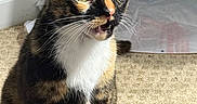 Joslyn joined the competition — help win amazing prizes! cat, calico_cat, pet, animal, feline, sitting, portrait, wide_eyes, open_mouth, whiskers, ears, fur, tricolor, black_fur, orange_fur, white_fur, indoor, carpet, bed, sunlight