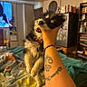 Shadow joined the competition — help win amazing prizes! animal, bedroom, blanket, book, collar, cute, dog, fridge, fur, furniture, hand, indoor, magnet, person, pet, playful, shelf, sitting, tattoo, wall
