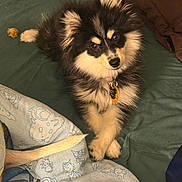 Shadow is registered to the contest to win money with this photo: animal, bed, black_and_tan, blanket, cartoon_blanket, collar, cozy, crossed_paws, cute, dog, expression, fluffy, fur, indoor, lying_down, paws, pet, puppy, resting, tag