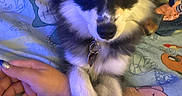 Shadow is registered to the contest to win money with this photo: animal, bed, black_and_white, blanket, closeup, collar, companion, cute, dog, fluffy, furry, hand, indoor, nail_polish, paw, person, pet, puppy, resting, tattoo