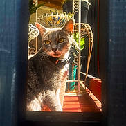 Sophie is registered to the contest to win money with this photo: cat, gray_cat, sunlight, indoor, plants, potted_plants, metal_stand, wooden_floor, curtains, collar, pet, feline, eyes, whiskers, shadow, light, portrait, animal, domestic_cat, decor