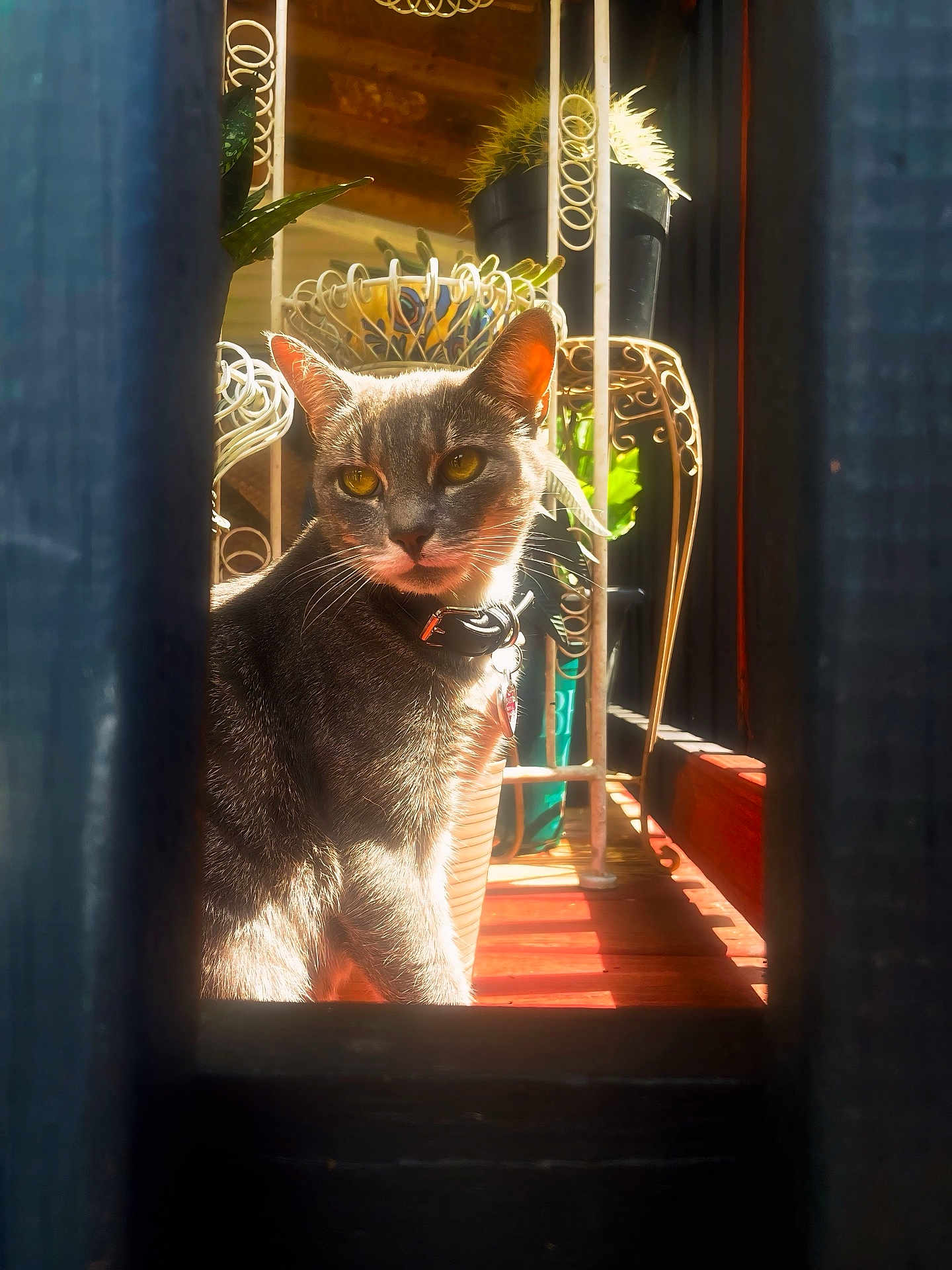 Sophie is registered to the contest to win money with this photo: cat, gray_cat, sunlight, indoor, plants, potted_plants, metal_stand, wooden_floor, curtains, collar, pet, feline, eyes, whiskers, shadow, light, portrait, animal, domestic_cat, decor