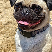 Boozer is registered to the contest to win money with this photo: pug, dog, animal, pet, beach, sand, collar, tongue_out, close_up, cute, smiling, outdoor, sunlight, fur, muzzle, ears, happy, canine, portrait, summer
