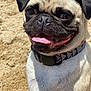 pug, dog, animal, pet, beach, sand, collar, tongue_out, close_up, cute, smiling, outdoor, sunlight, fur, muzzle, ears, happy, canine, portrait, summer