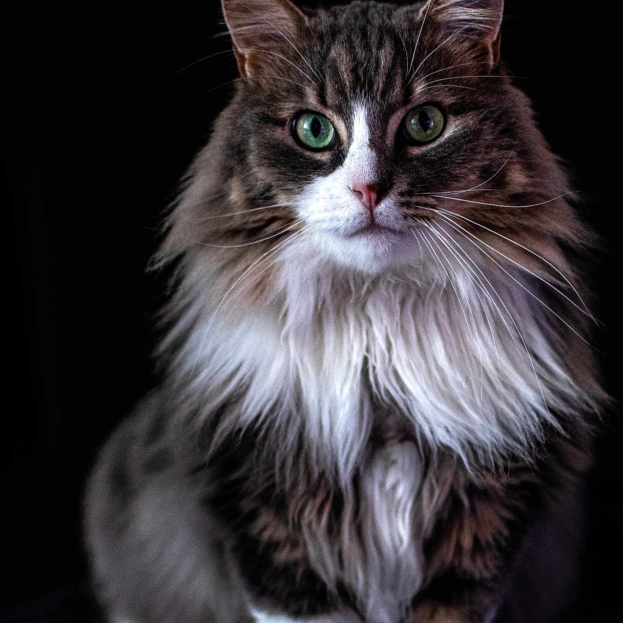 Gregory participe au concours pour gagner de l'argent avec cette photo : abyssinian, angora, animal, cat, hardwood, kitten, manx, pet, wood