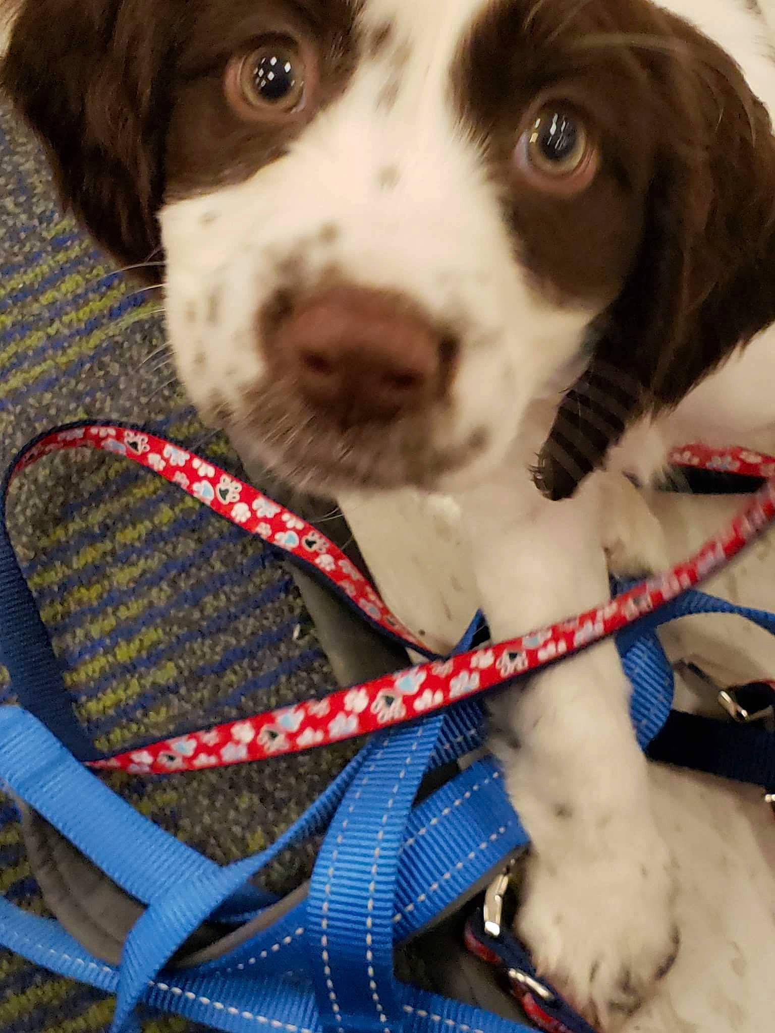 Søren is registered to the contest to win money with this photo: brittany, canidae, carnivore, companion_dog, dog, dog_breed, dog_collar, drentse_patrijshond, english_springer_spaniel, hunting_dog, leash, mammal, pointing_breed, puppy, rare_breed_dog, small_munsterlander, snout, spaniel, sporting_group, vertebrate