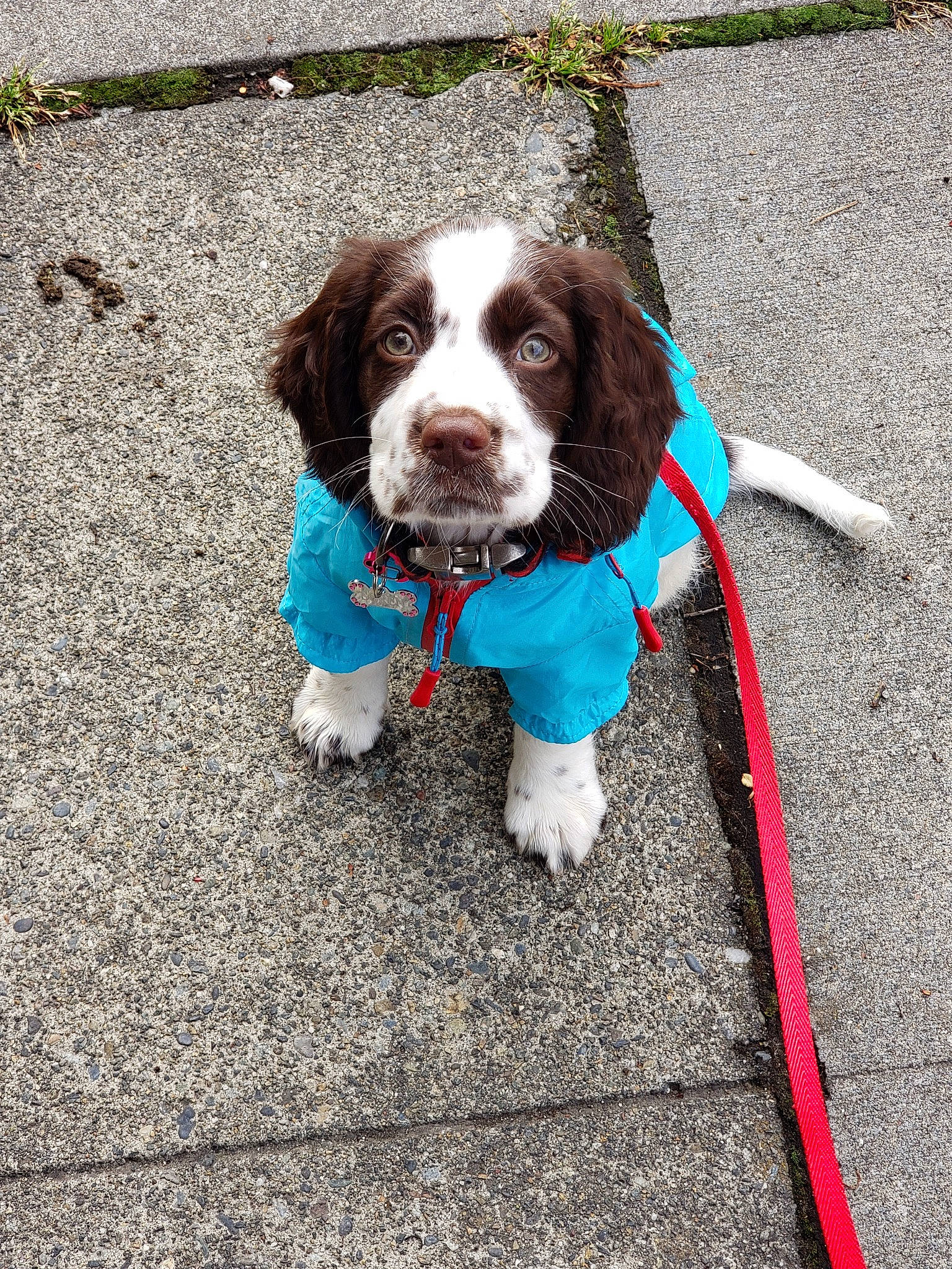 Søren is registered to the contest to win money with this photo: brittany, canidae, carnivore, dog, dog_breed, english_springer_spaniel, german_longhaired_pointer, hunting_dog, leash, mammal, pointing_breed, rare_breed_dog, small_munsterlander, spaniel, sporting_group