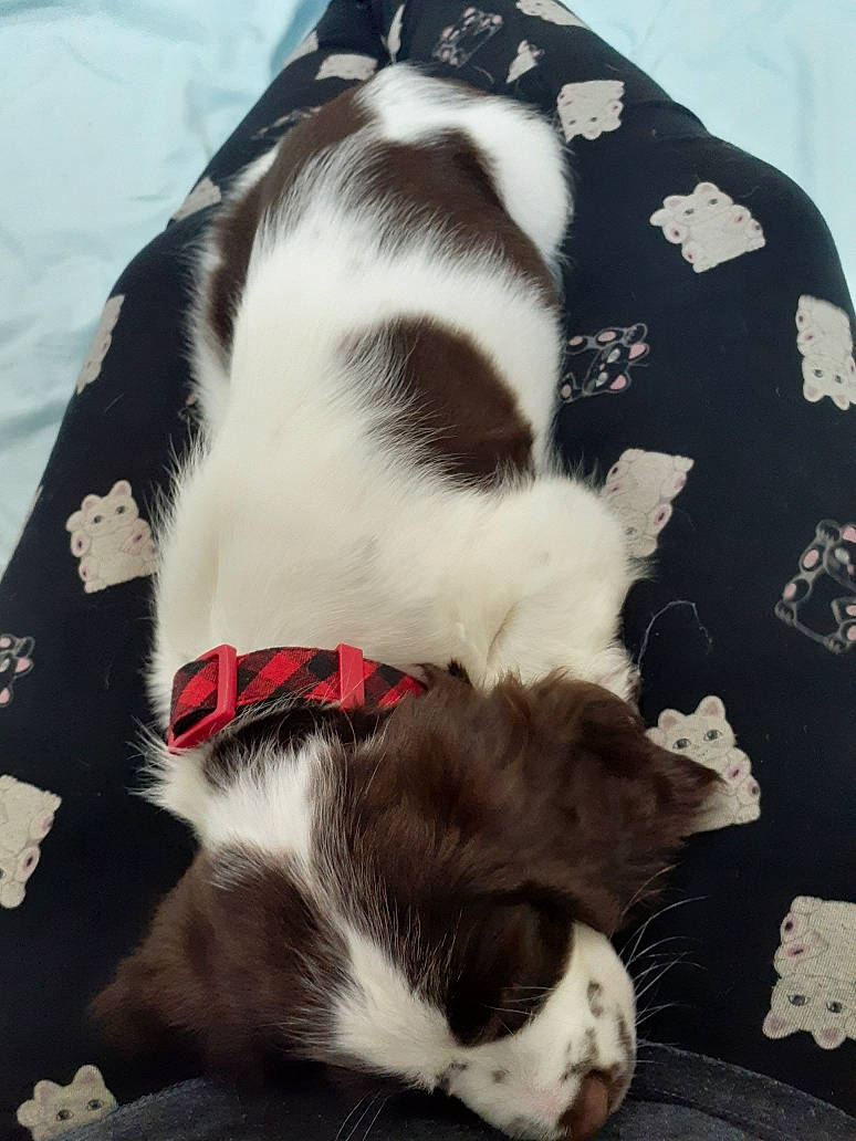 Søren is registered to the contest to win money with this photo: canidae, carnivore, companion_dog, dog, dog_breed, drentse_patrijshond, english_springer_spaniel, mammal, puppy, shih_tzu, spaniel, sporting_group