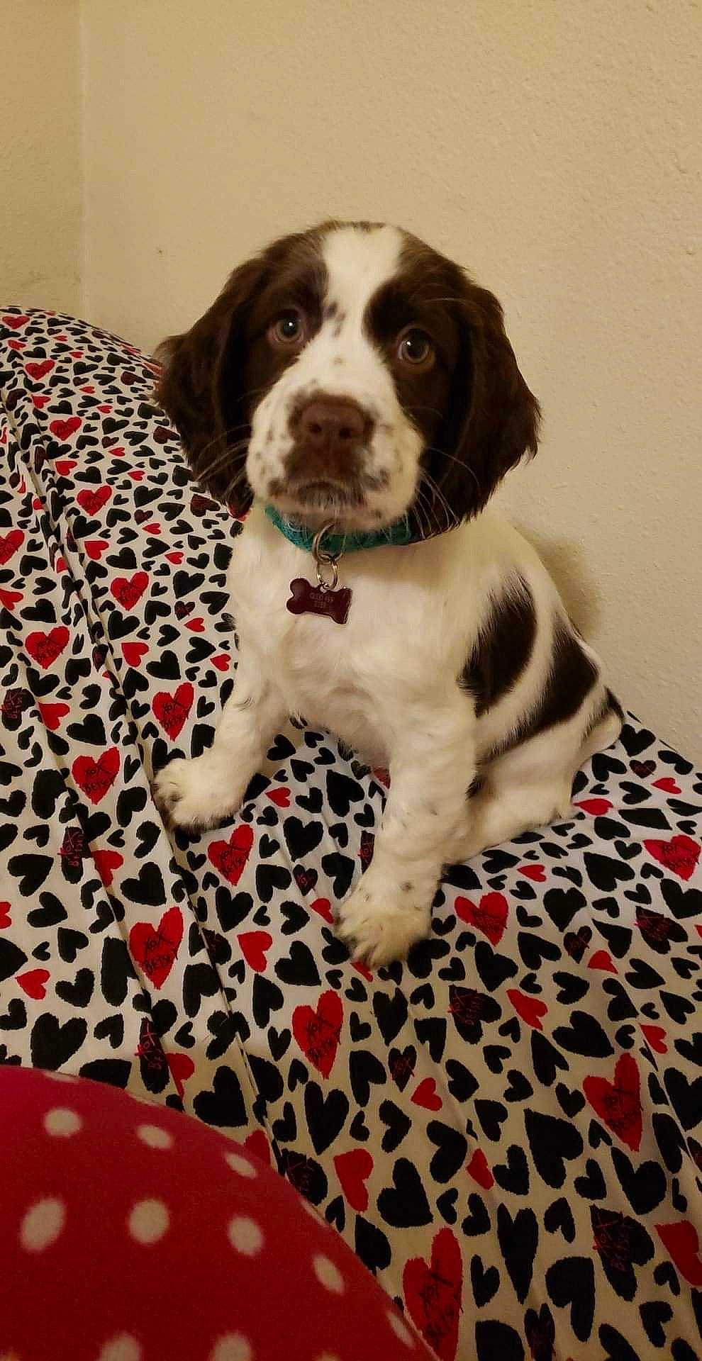 Søren joined the competition — help win amazing prizes! braque_dauvergne, canidae, carnivore, companion_dog, dog, dog_breed, drentse_patrijshond, english_springer_spaniel, french_spaniel, hunting_dog, large_munsterlander, mammal, old_danish_pointer, rare_breed_dog, russian_spaniel, small_munsterlander, spaniel, sporting_group, vertebrate, welsh_springer_spaniel