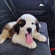 Balto participe au concours pour gagner de l'argent avec cette photo : puppy, dog, saint_bernard, fluffy, white_fur, brown_patches, tongue, open_mouth, adorable, cute, pet, animal, car, vehicle, car_seat, interior, sitting, portrait, close_up, playful