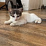 kitten, cat, indoor, wooden_floor, pet_carrier, white, gray, young, cute, animal, feline, floor, door, home, curious, lying_down, small, domestic, ears, whiskers