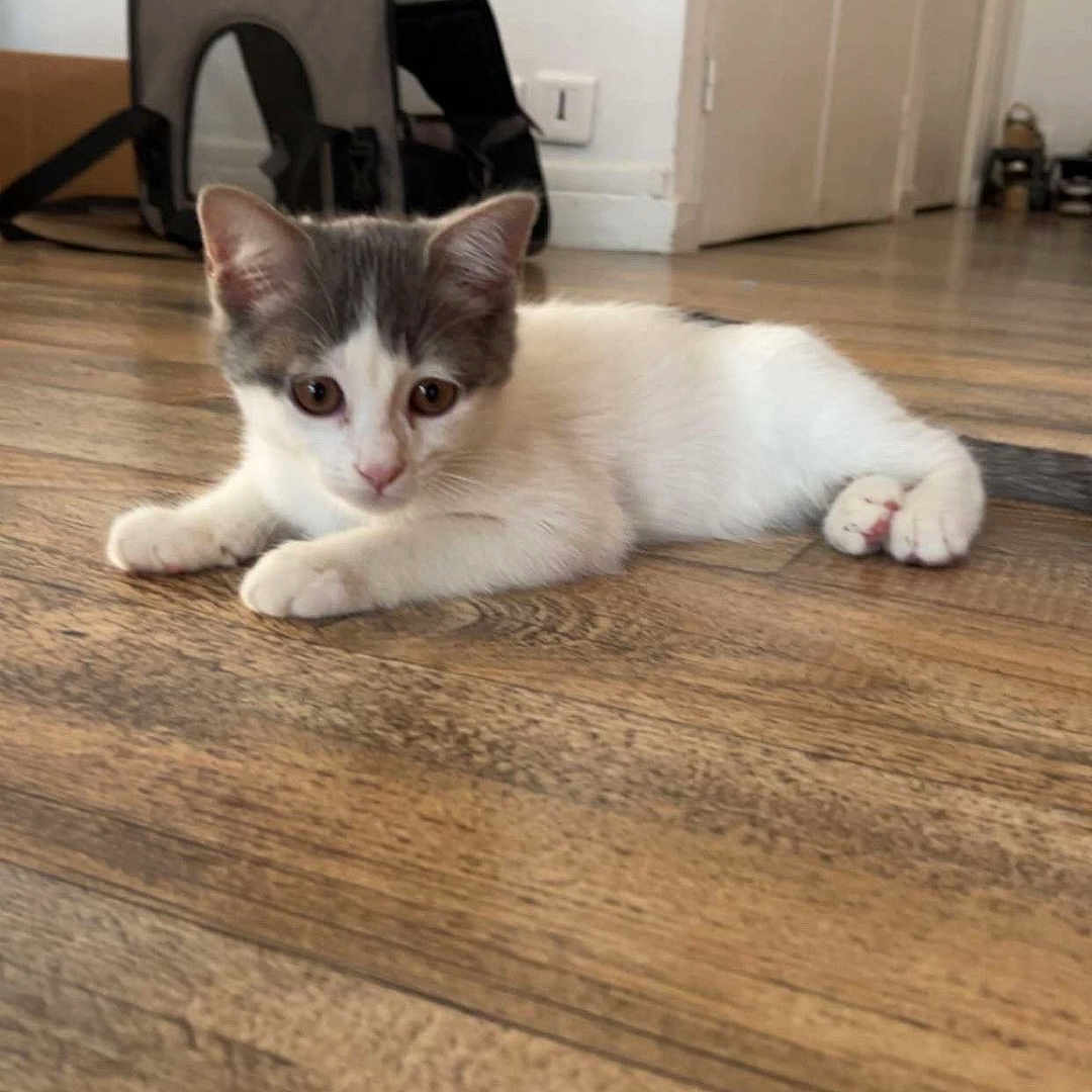 Simba a rejoint le concours — aidez-le/la à gagner de superbes lots ! animal, cat, curious, cute, domestic, door, ears, feline, floor, gray, home, indoor, kitten, lying_down, pet_carrier, small, whiskers, white, wooden_floor, young