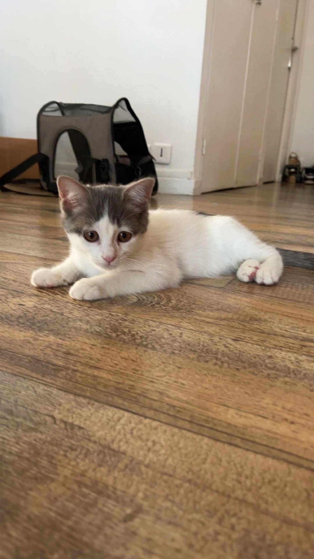 Simba a rejoint le concours — aidez-le/la à gagner de superbes lots ! kitten, cat, indoor, wooden_floor, pet_carrier, white, gray, young, cute, animal, feline, floor, door, home, curious, lying_down, small, domestic, ears, whiskers