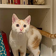 Renji a rejoint le concours — aidez-le/la à gagner de superbes lots ! cat, orange_and_white_cat, kitten, bookshelf, books, shelf, indoor, curious, wide_eyes, whiskers, paws, tail, standing, looking_at_camera, white_fur, orange_fur, jar_of_shells, home_decor, furniture, portrait