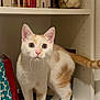 cat, orange_and_white_cat, kitten, bookshelf, books, shelf, indoor, curious, wide_eyes, whiskers, paws, tail, standing, looking_at_camera, white_fur, orange_fur, jar_of_shells, home_decor, furniture, portrait