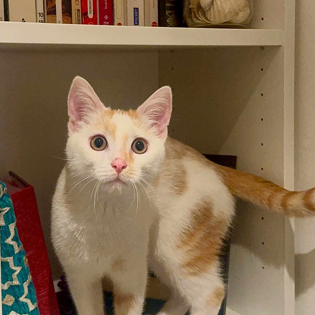 Renji a rejoint le concours — aidez-le/la à gagner de superbes lots ! books, bookshelf, cat, curious, furniture, home_decor, indoor, jar_of_shells, kitten, looking_at_camera, orange_and_white_cat, orange_fur, paws, portrait, shelf, standing, tail, whiskers, white_fur, wide_eyes