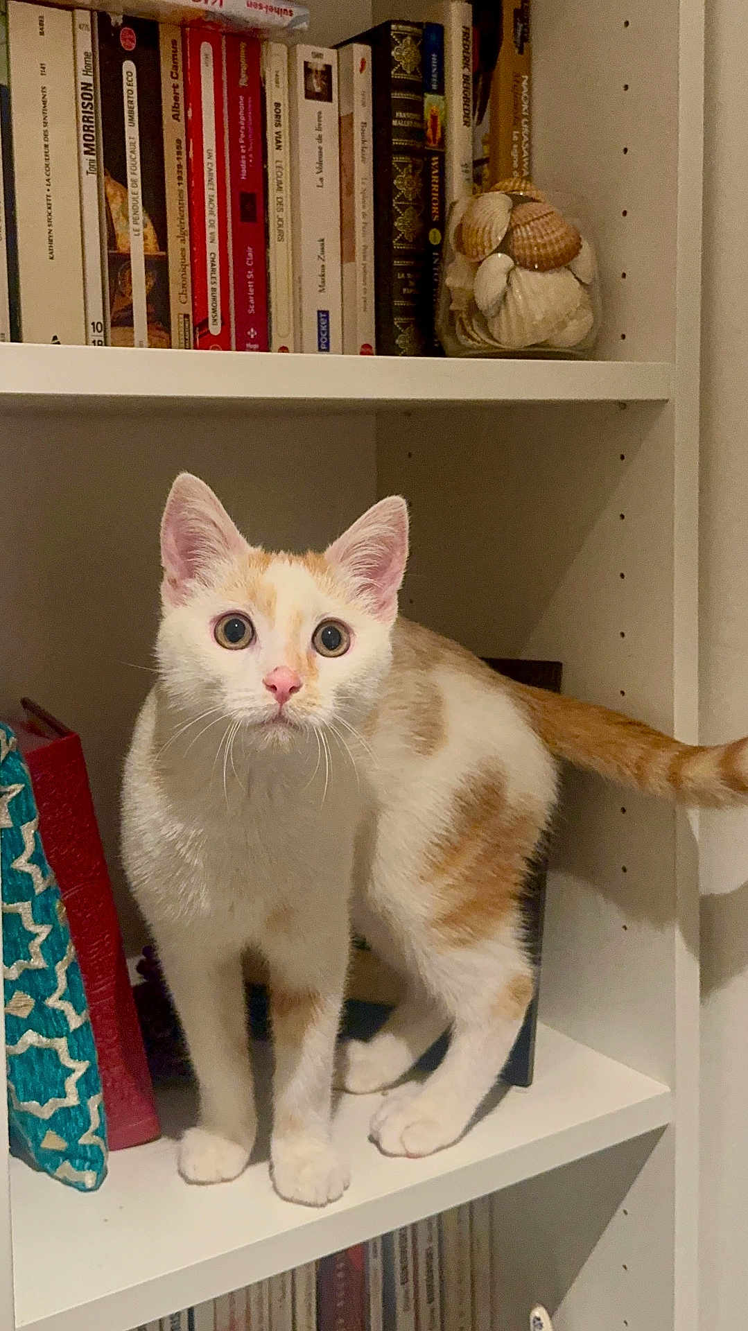 Renji a rejoint le concours — aidez-le/la à gagner de superbes lots ! cat, orange_and_white_cat, kitten, bookshelf, books, shelf, indoor, curious, wide_eyes, whiskers, paws, tail, standing, looking_at_camera, white_fur, orange_fur, jar_of_shells, home_decor, furniture, portrait