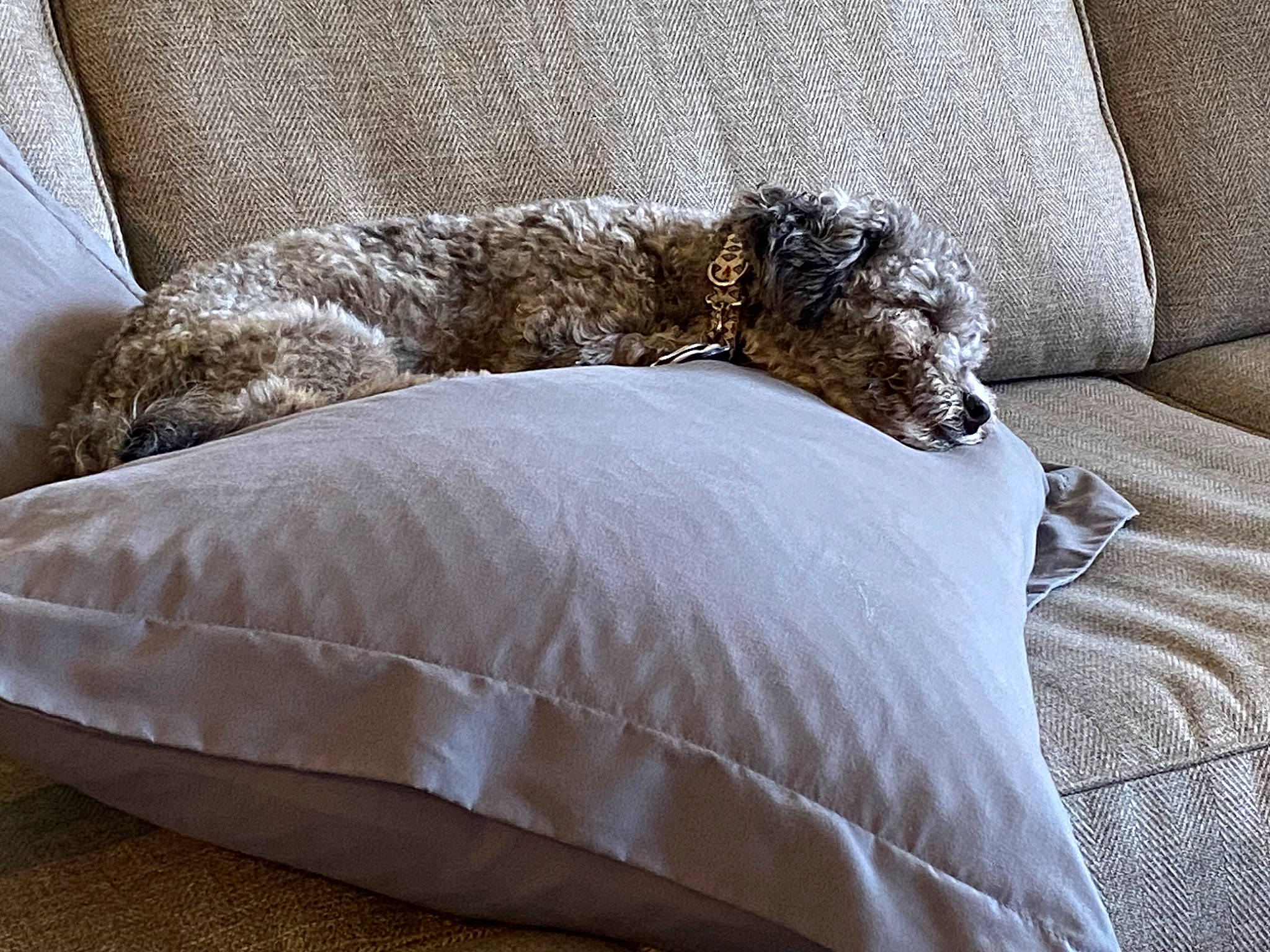 Gizmo joined the competition — help win amazing prizes! bed_frame, bedding, carnivore, comfort, companion_dog, couch, dog, dog_breed, fawn, flooring, furniture, hardwood, house, linens, living_room, pillow, sofa_bed, studio_couch, throw_pillow, wood