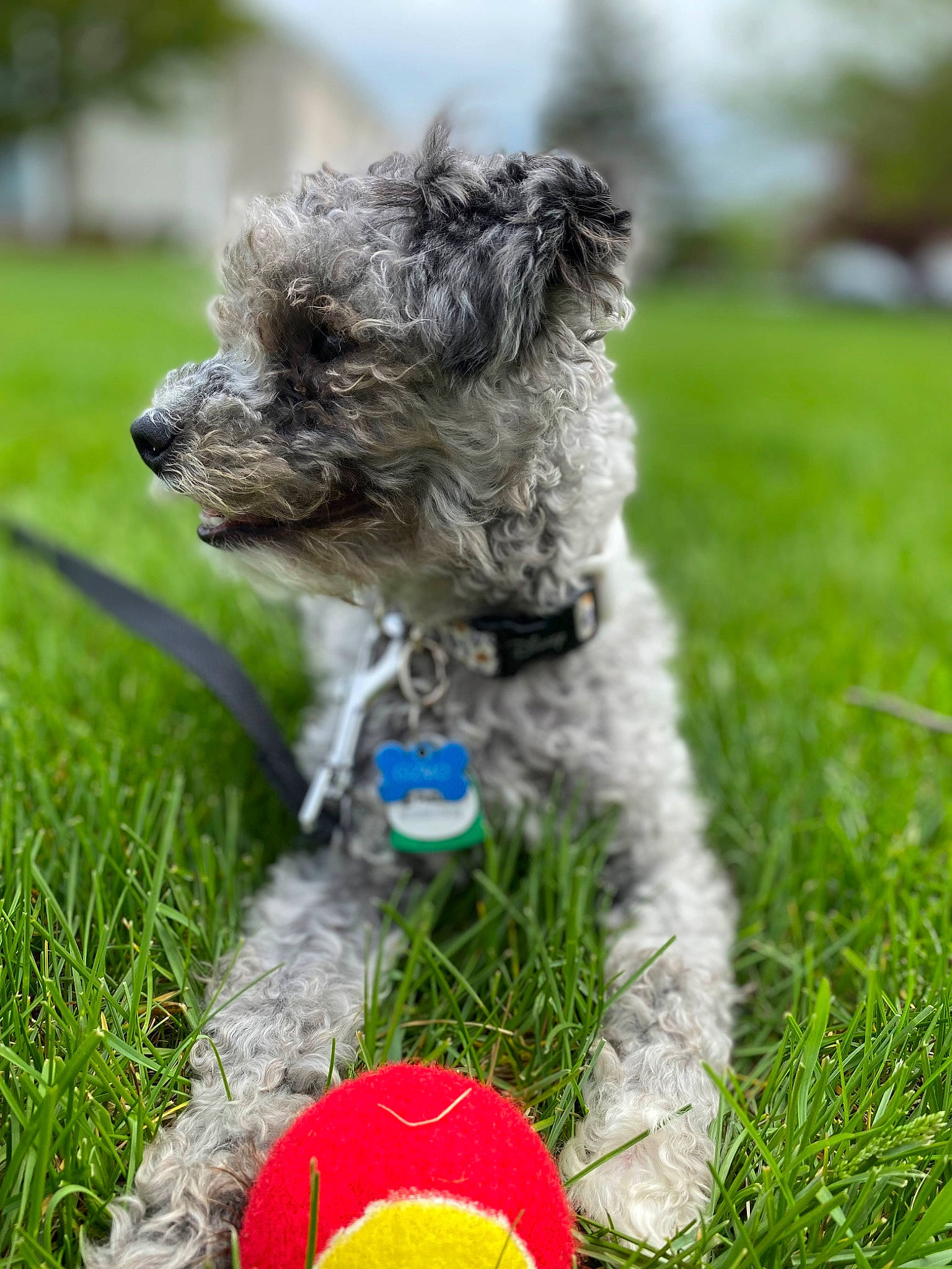 Gizmo joined the competition — help win amazing prizes! art, ball, canidae, carnivore, companion_dog, dog, dog_breed, dog_supply, garden, grass, groundcover, plant, small_terrier, snout, sporting_group, tail, terrestrial_animal, terrier, toy_dog, water_dog
