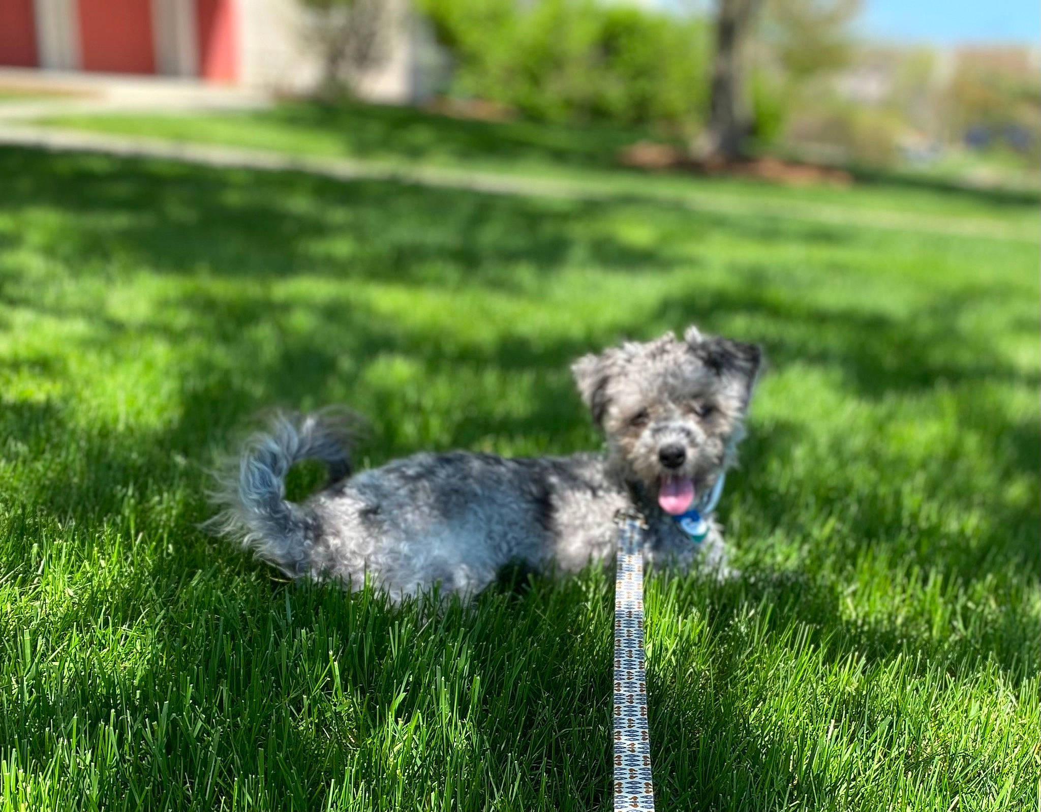Gizmo joined the competition — help win amazing prizes! canidae, carnivore, companion_dog, dog, dog_breed, garden, grass, green, groundcover, lawn, plant, schnauzer, small_terrier, tail, terrier, toy_dog, tree, water_dog, working_animal, yard