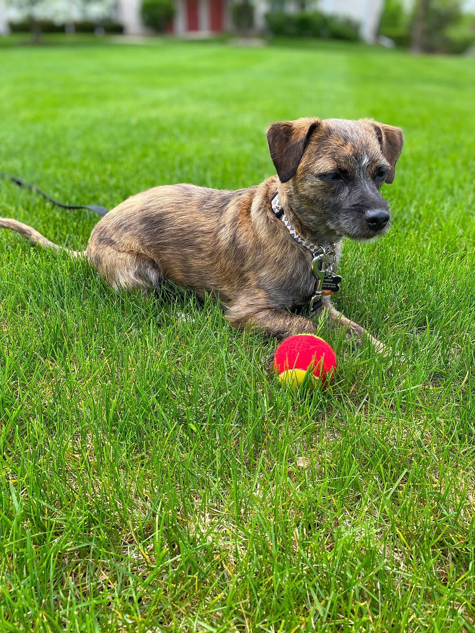 Vixen is registered to the contest to win money with this photo: canidae, carnivore, collar, companion_dog, dog, dog_breed, dog_collar, dog_supply, fawn, grass, groundcover, lawn, leash, pet_supply, plant, snout, sporting_group, tail, terrestrial_animal, working_animal