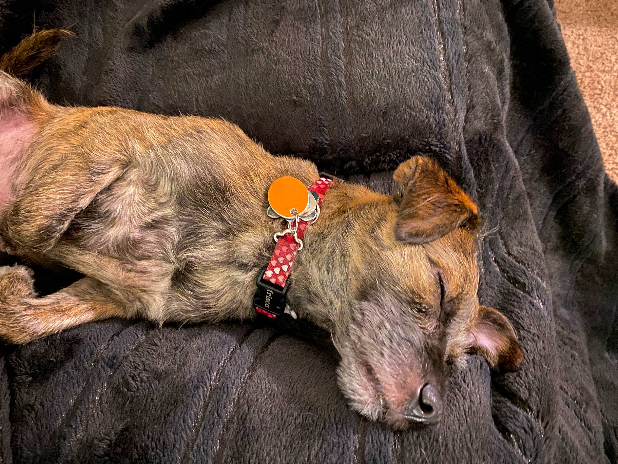 Vixen is registered to the contest to win money with this photo: canidae, carnivore, collar, comfort, companion_dog, dog, dog_breed, dog_collar, dog_supply, fawn, fur, guard_dog, leash, liver, natural_material, paw, pet_supply, snout, sporting_group, working_animal